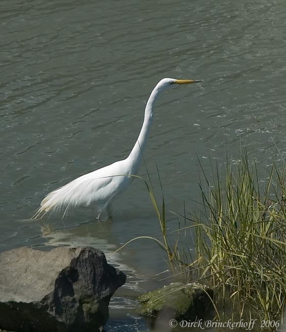 Egret-RockWeedWater.jpg