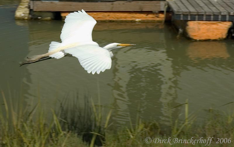 EgretFlying.jpg
