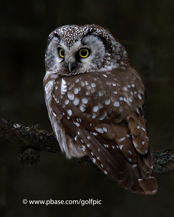 Boreal Owl