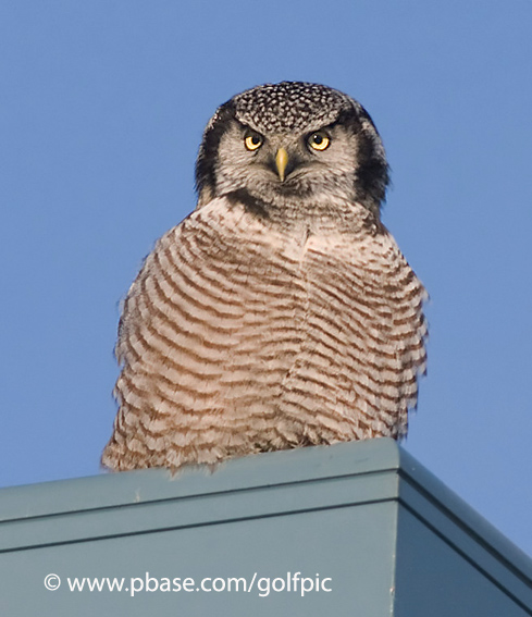 Hawk Owl