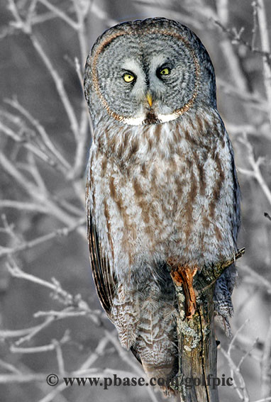 Great Gray Owl