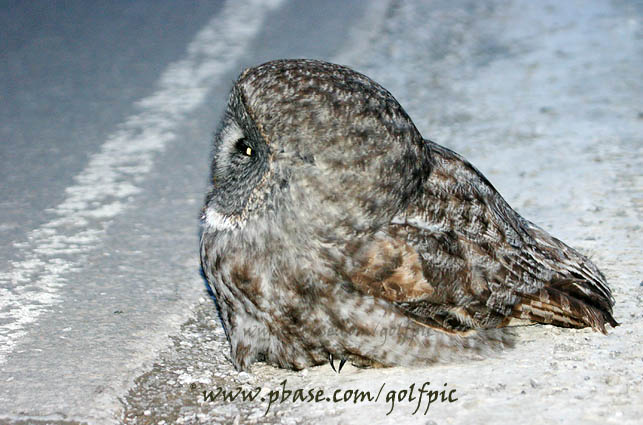 Great Gray Owl sitting by the side of a very busy road in eastend of Ottawa (2006)