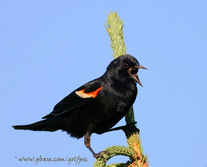 Redwing Blackbird