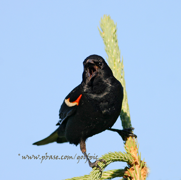 Redwing Blackbird