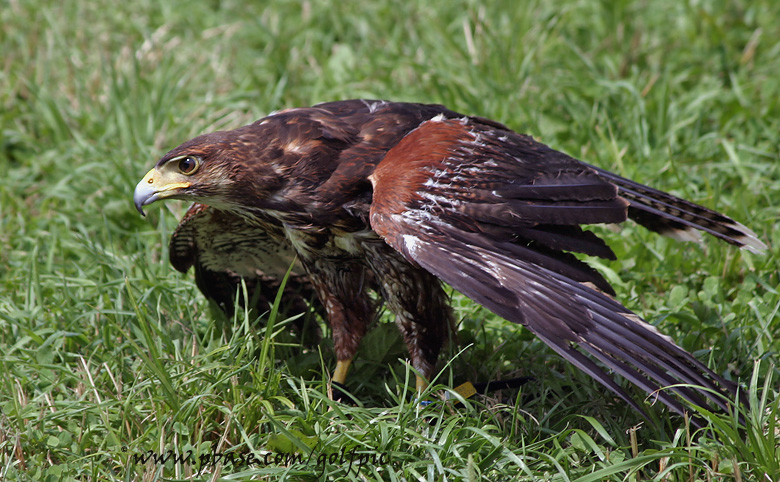 Harris Hawk