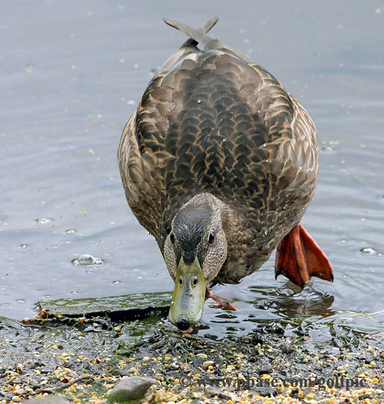 Mallard with injured (possibly broken) leg