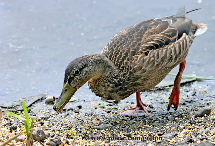 Mallard with injured (possibly broken) leg