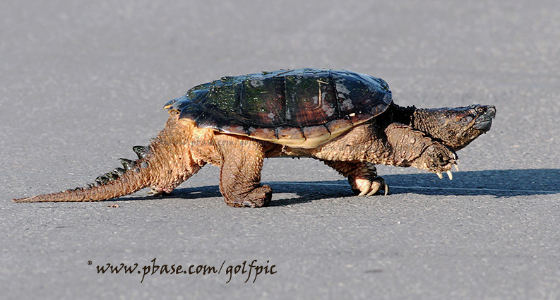 Snapper Turtle