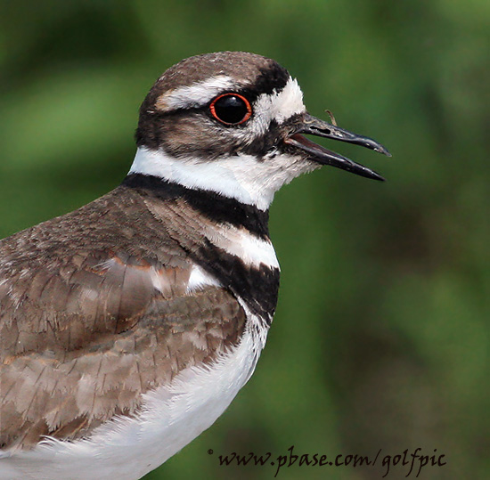 Killdeer