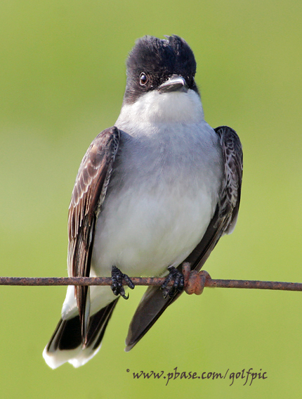 Eastern Kingbird