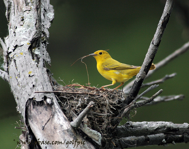 The thief of Petrie Island