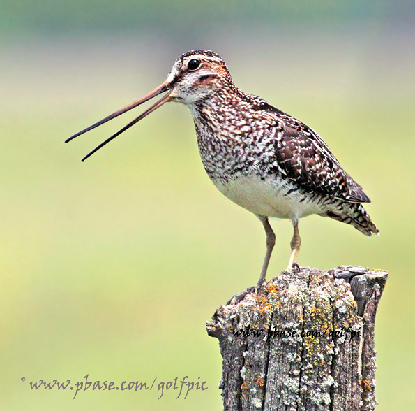 Wilsons Snipe feeds on larval insects, worms, crustaceans, mollusks, some vegetation and seeds.