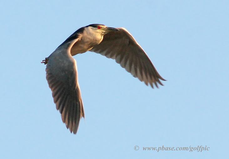 Black-crowned Night Heron in flight