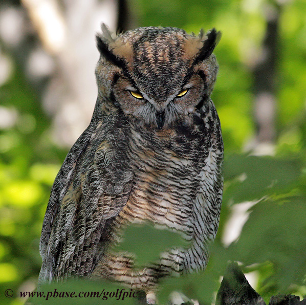 Great Horned Owl - Grrrrrrrrrrrrrrr........get that camera out of my face.