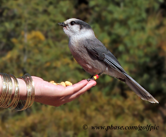 Gray Jay handout