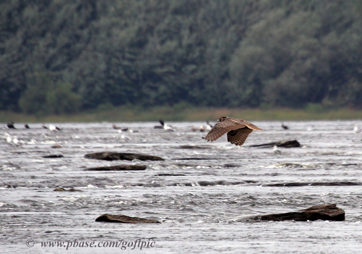 Great Horned Owl flying over shallow part of Ottawa River