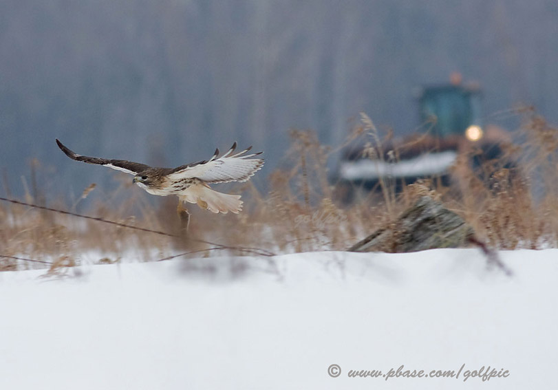 Redtail Hawk.  A successful hunt.