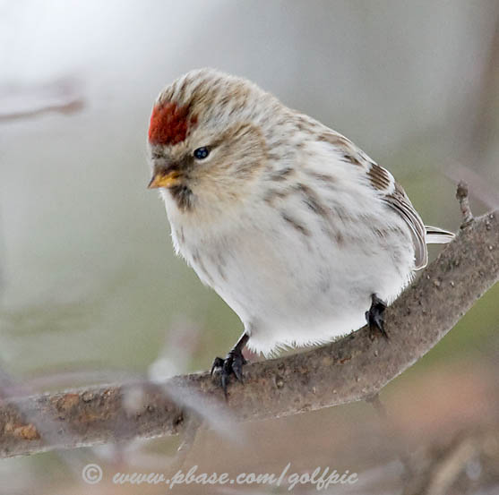 hoary-redpoll2x.jpg