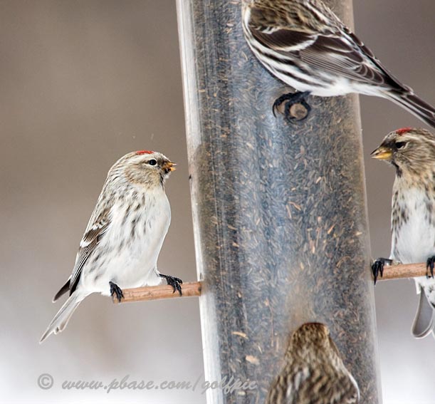 hoary-redpoll3x.jpg