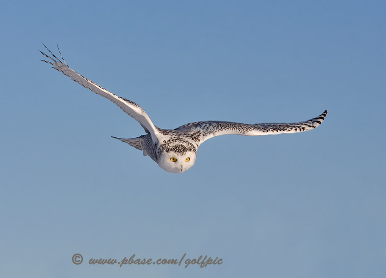 Snowy Owl