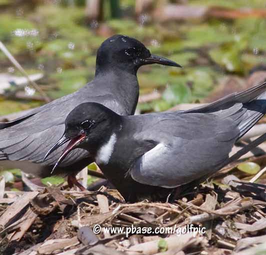 blacktern20085xpotn.jpg
