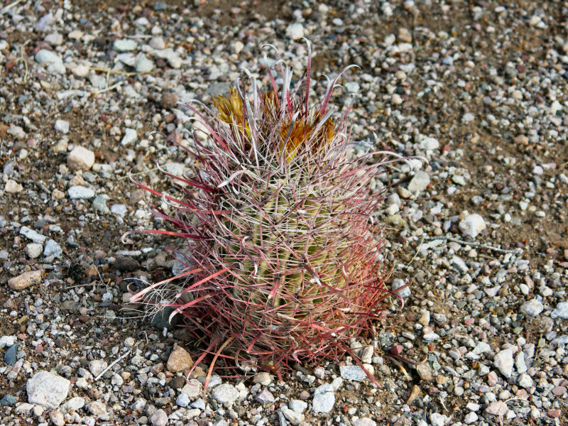 Barrel Cactus  pw.jpg