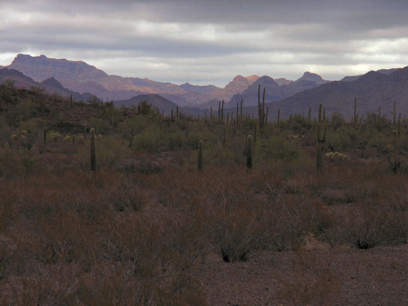 Organ Pipe Cactus Ntl Monument  pw.jpg