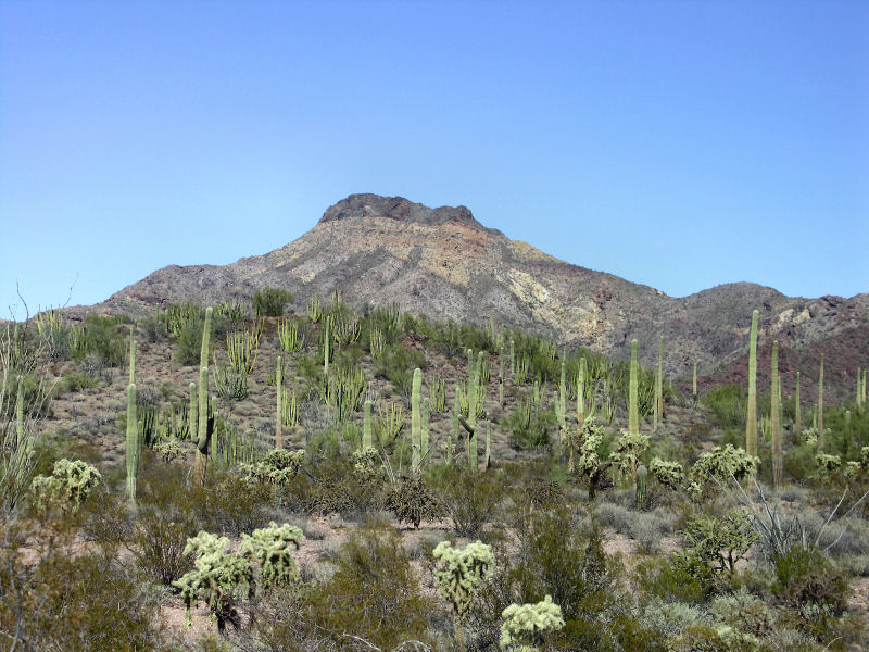 Organ Pipe Cactus Ntl Monument3  pw.jpg