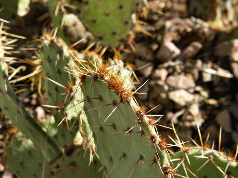Prickly Pear Cactus  pw.jpg