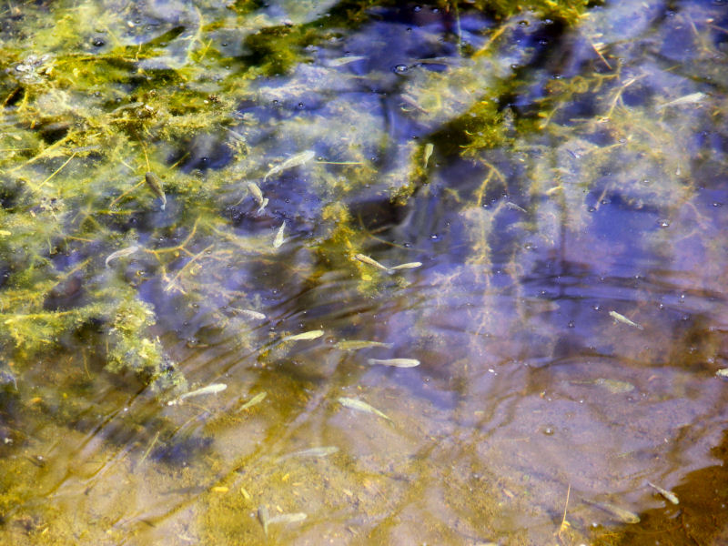 Pup Fish  pw.jpg