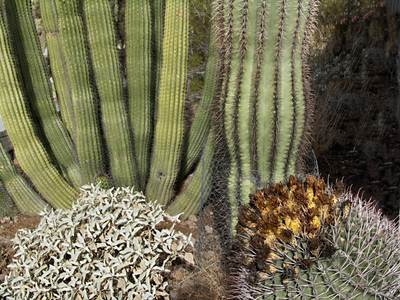 Assorted Cactus in Organ Pipe Cactus National Monument tw.jpg