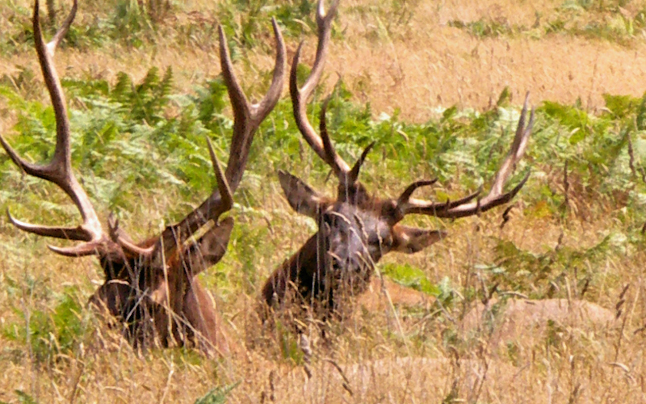 Elk