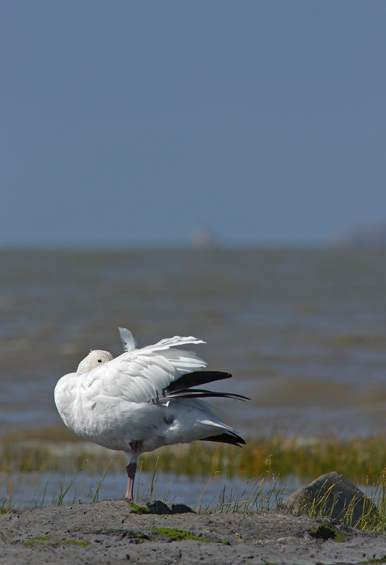 Oie des neiges / Snow Goose