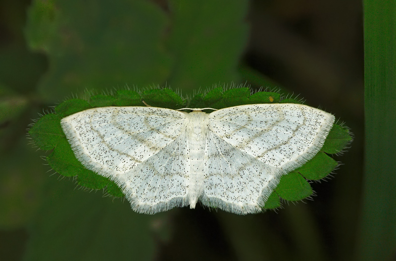 Scopula junctaria (?)