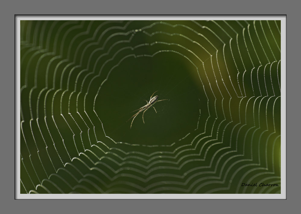 araigne / spider
