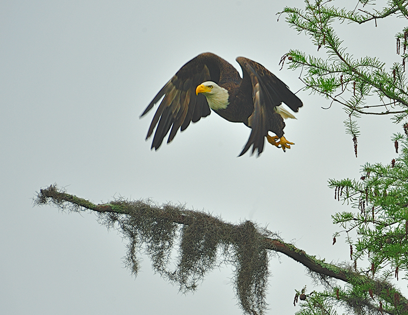 Bald Eagle