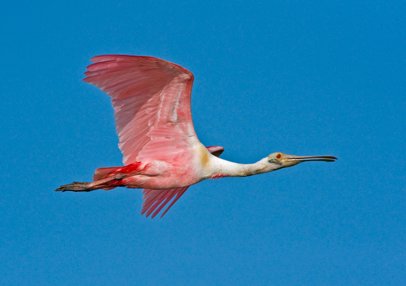 Roseate Spoonbill