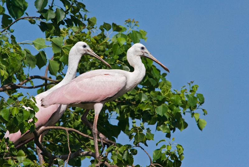 Roseate Spoonbills