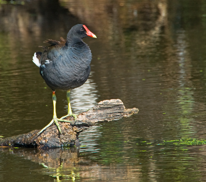 Moor Hen