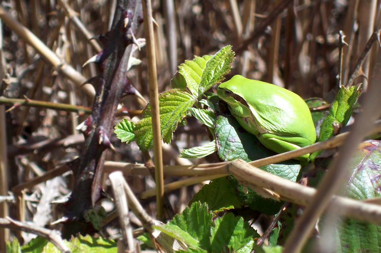 Tree Frog