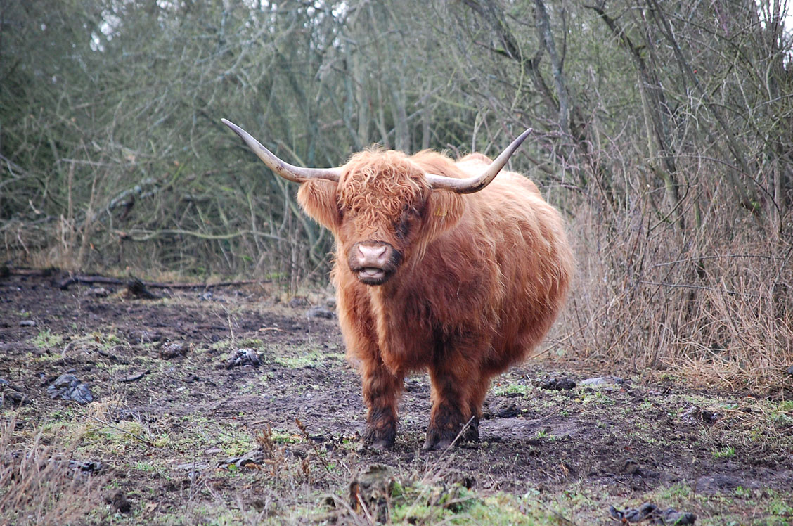 Highlands cattle. Beijershamn - land