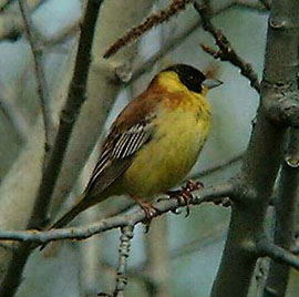 Svarthuvad sparv (Emberiza melanocephala)  Selnger  2002-05-15