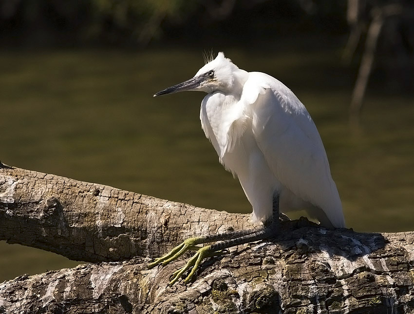 Egretta garzetta - Mala bela caplja - Little egret