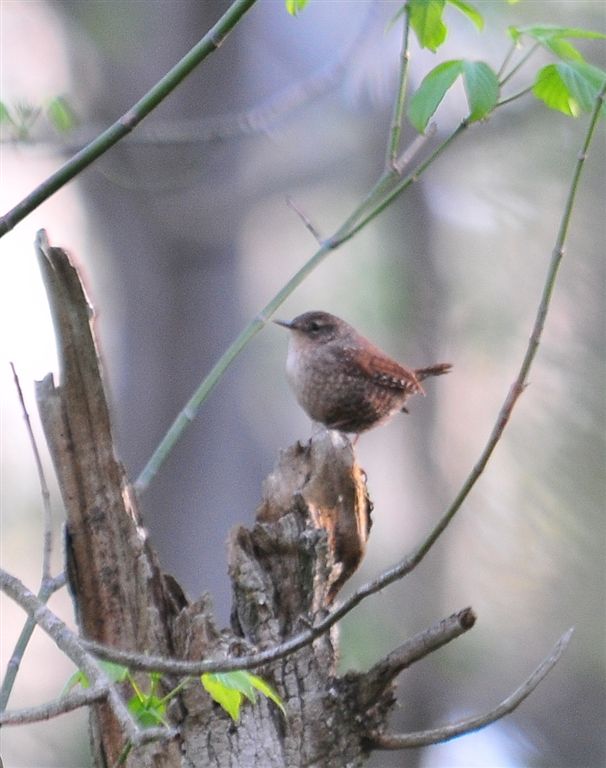 Winter Wren singing his Spring Song