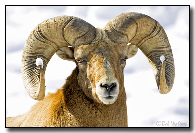 Ram Also