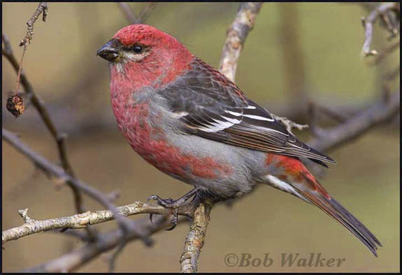 Male Pine Grosbeak (Pinicola enucleator)