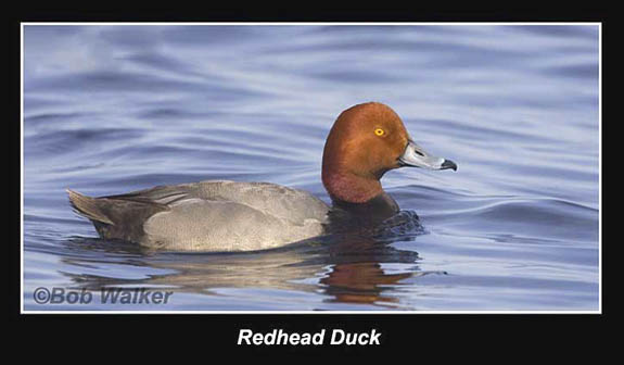 Redhead Duck Doing What He Does Best