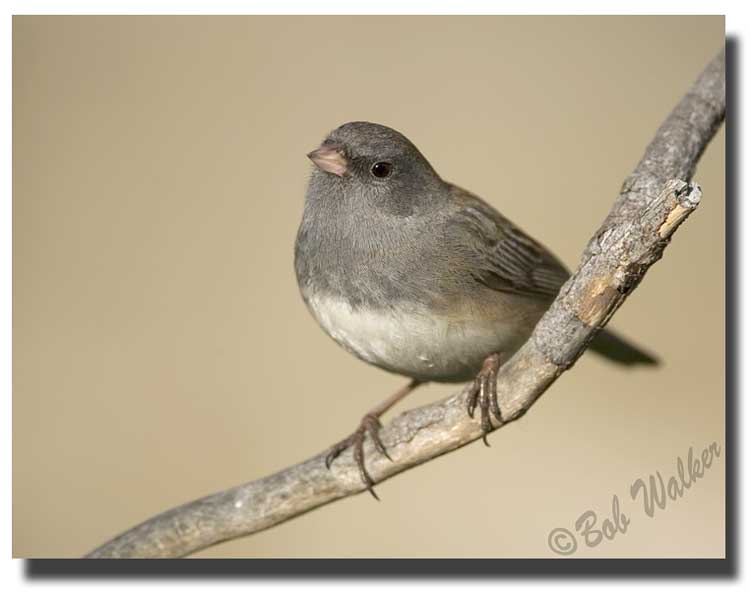Adult Male Dark-eyed  Junco (Junco hyemalis)