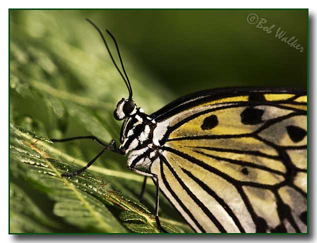 Rice Paper Idea Leuconoe