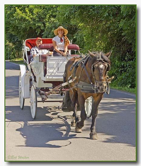 Carriage Ride In The Village Of Niagara On The Lake